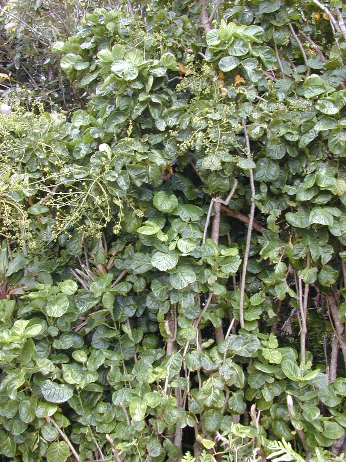 Shield aralia