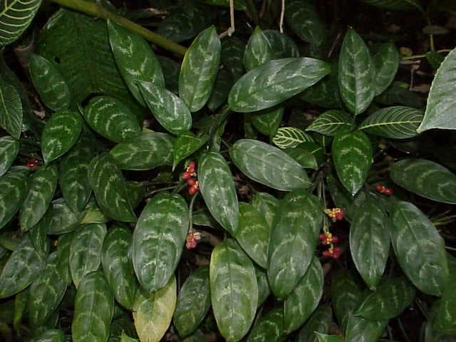 Silver Queen plant