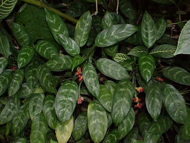 Silver Queen plant