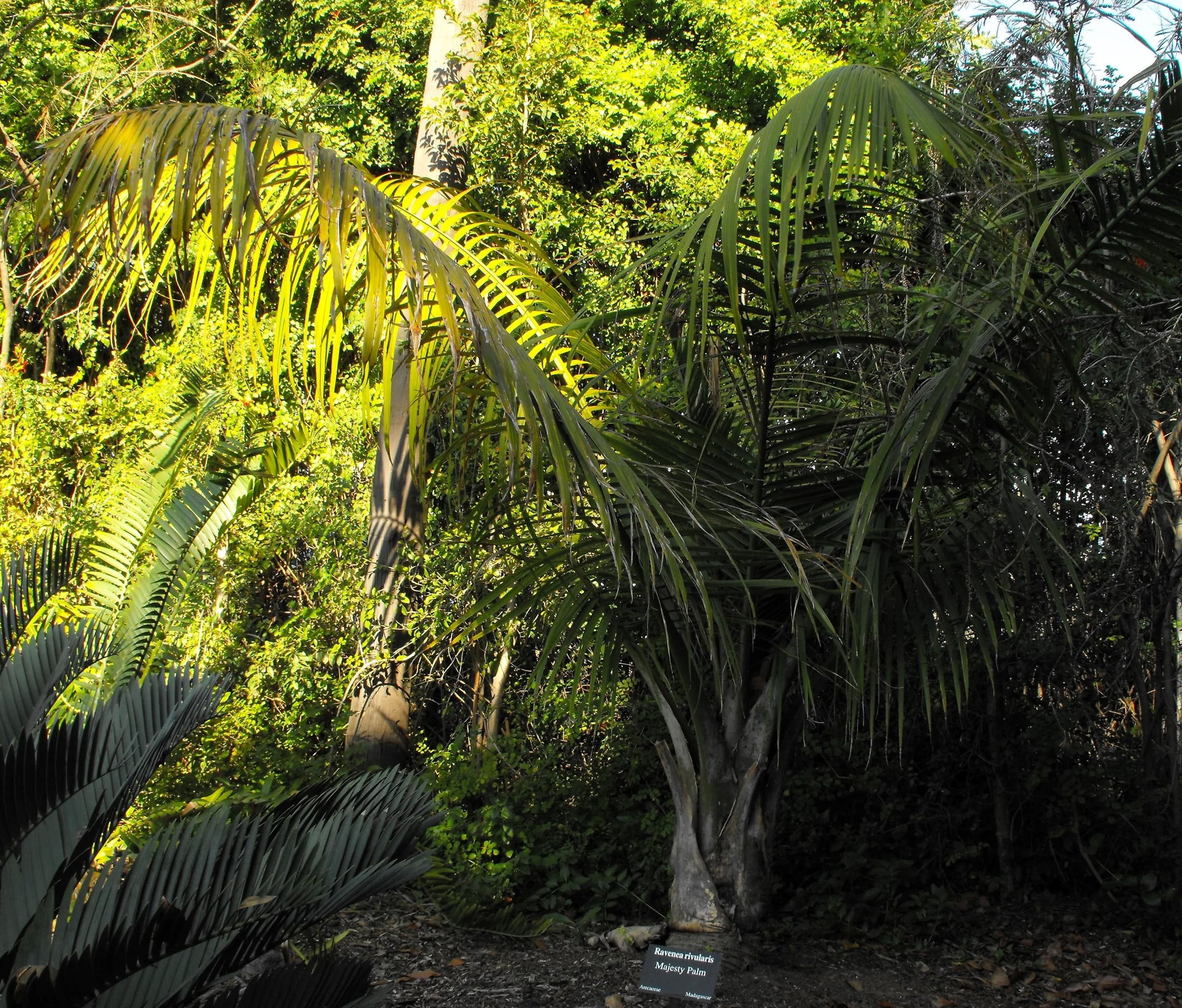 Majesty palm