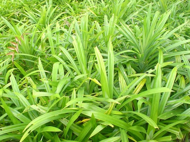 Pandan