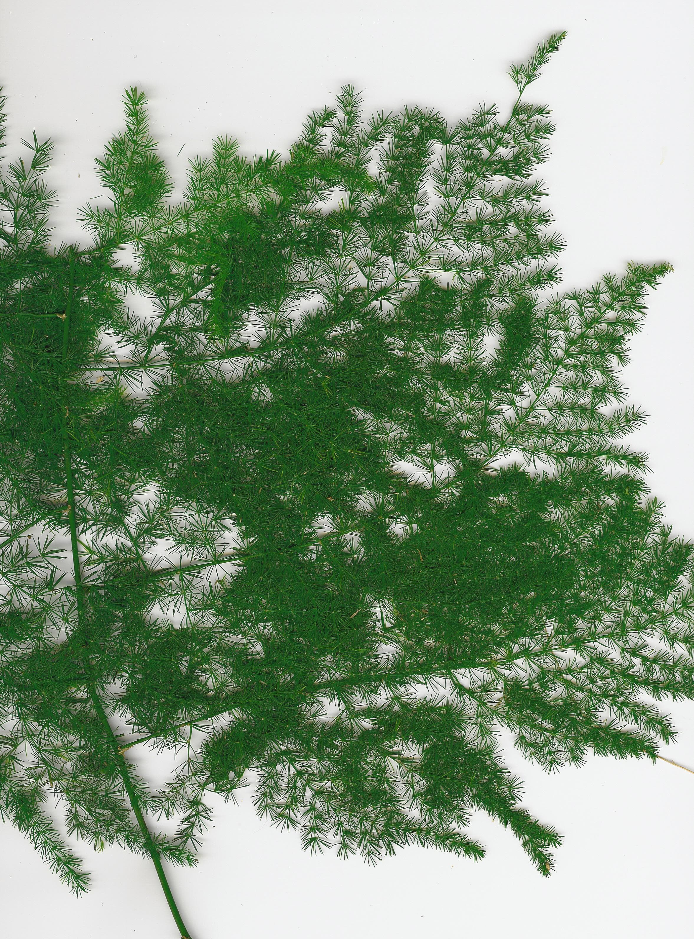 Asparagus fern