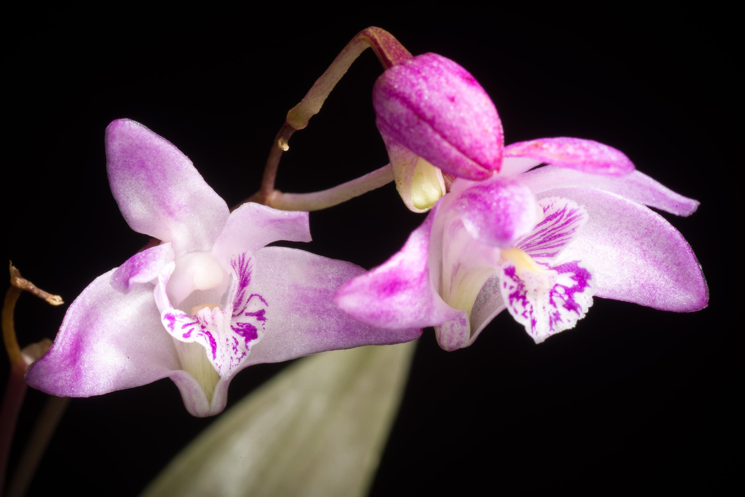 Pink Rock Orchid