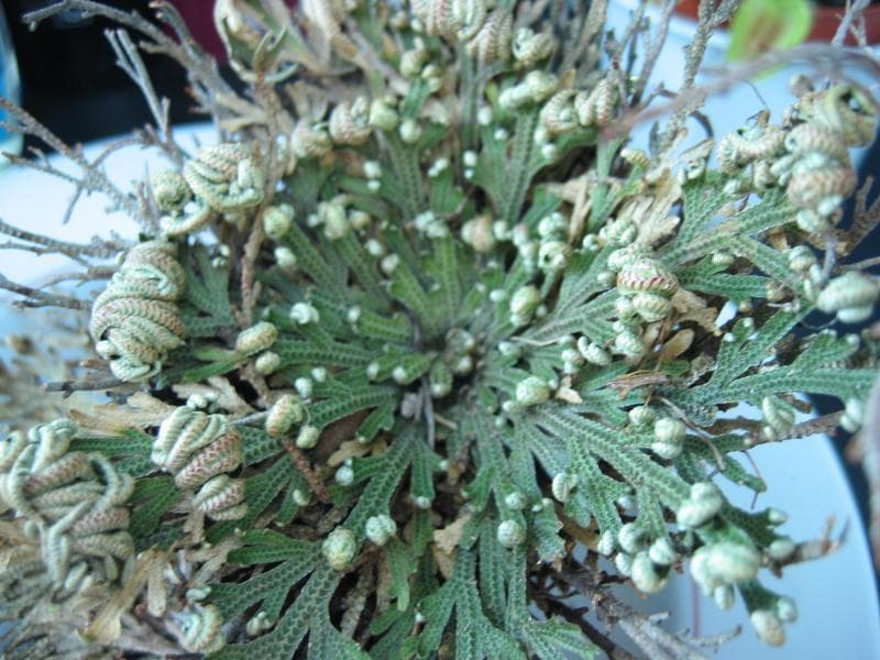Rose of Jericho