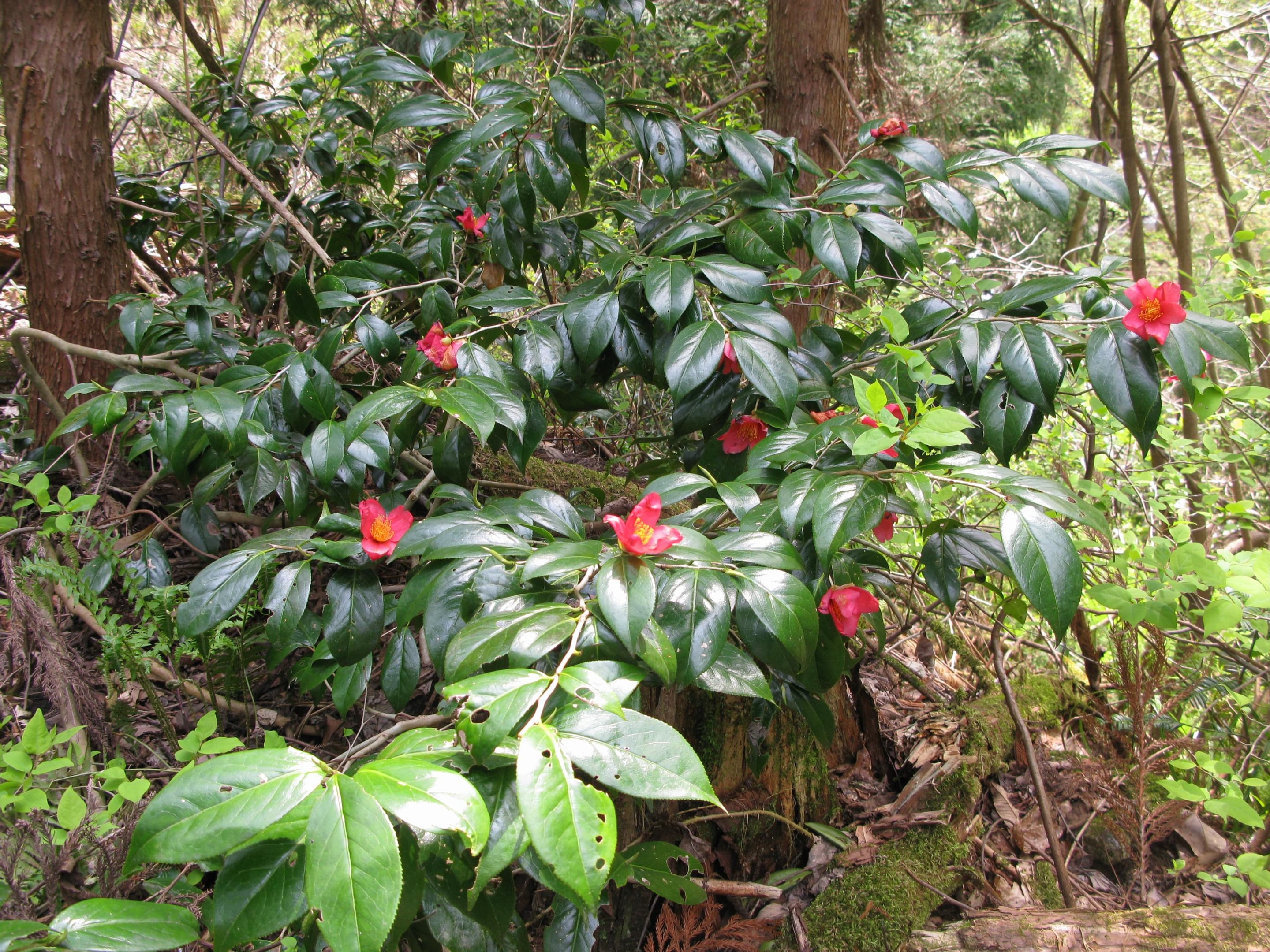 Japanese camellia