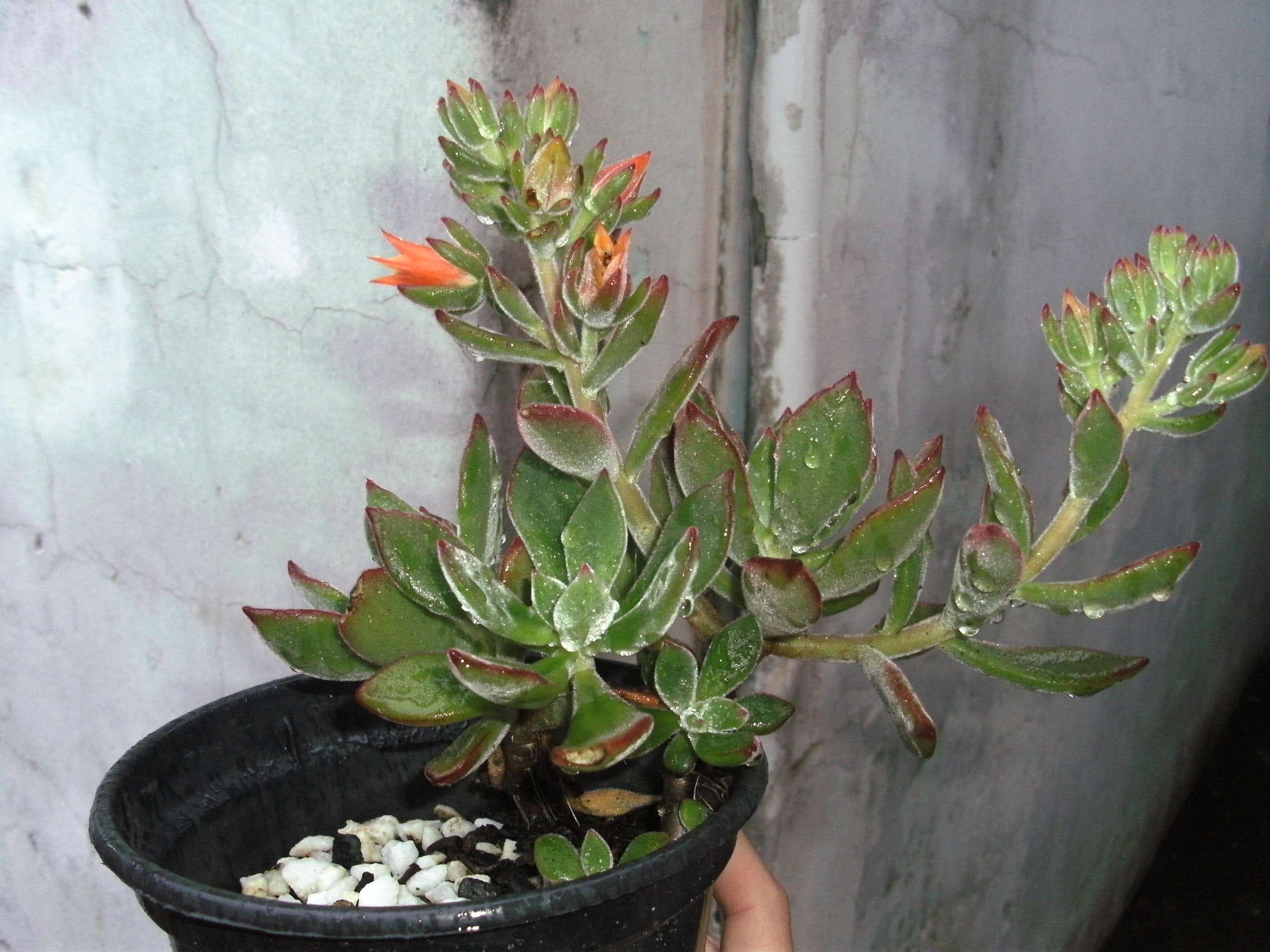 Chenille plush plant