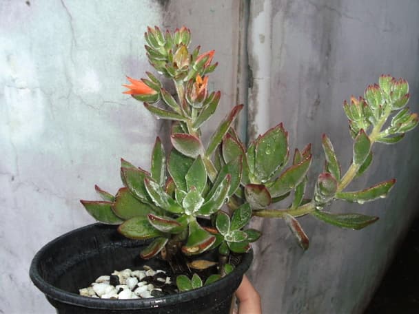 Chenille plush plant