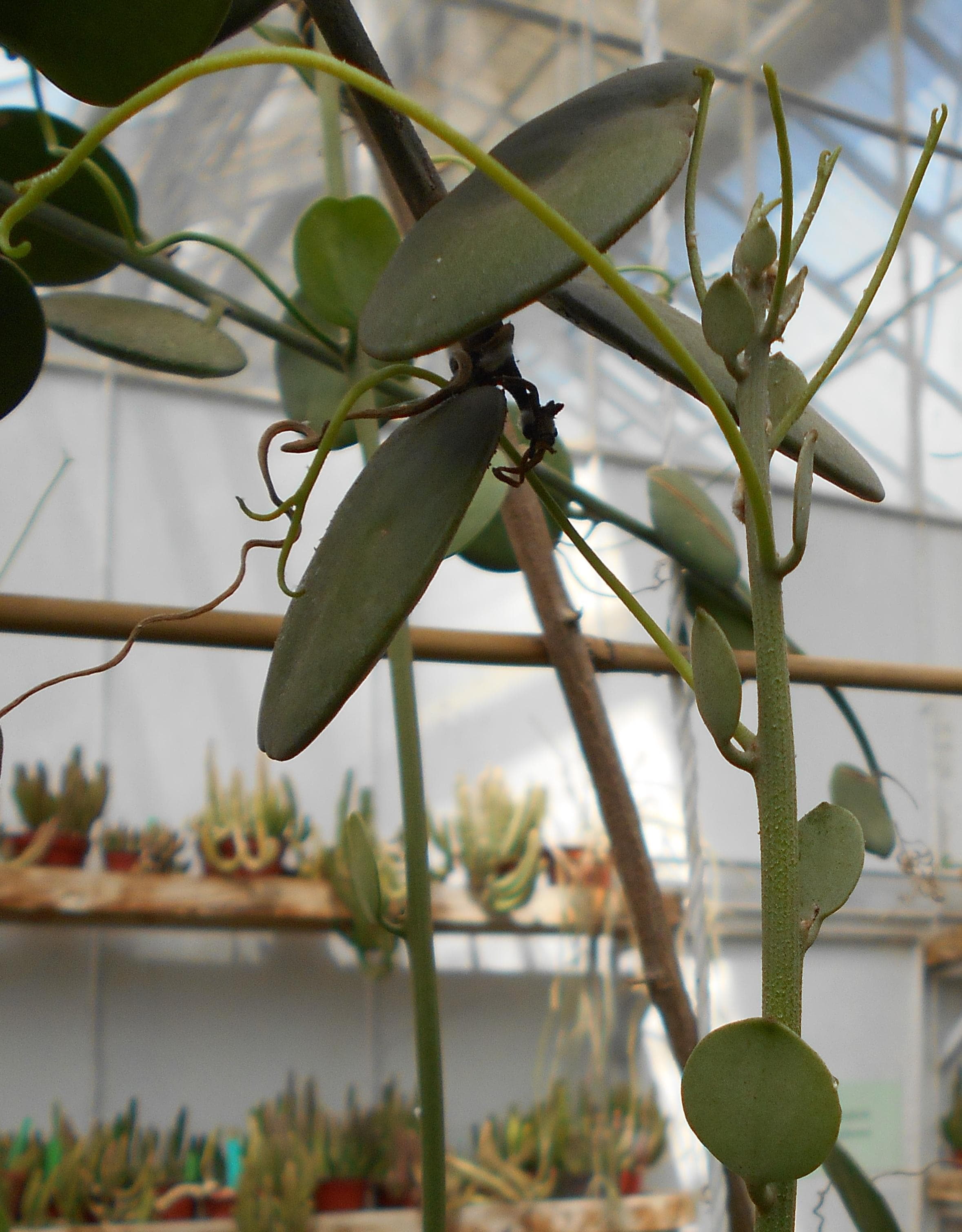 Silver Dollar Vine