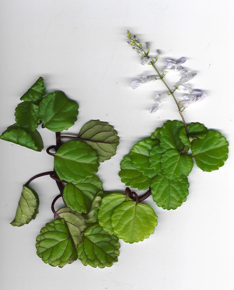 Swedish Ivy