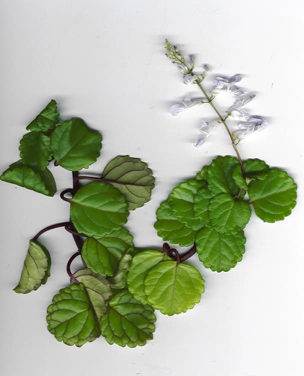 Swedish Ivy
