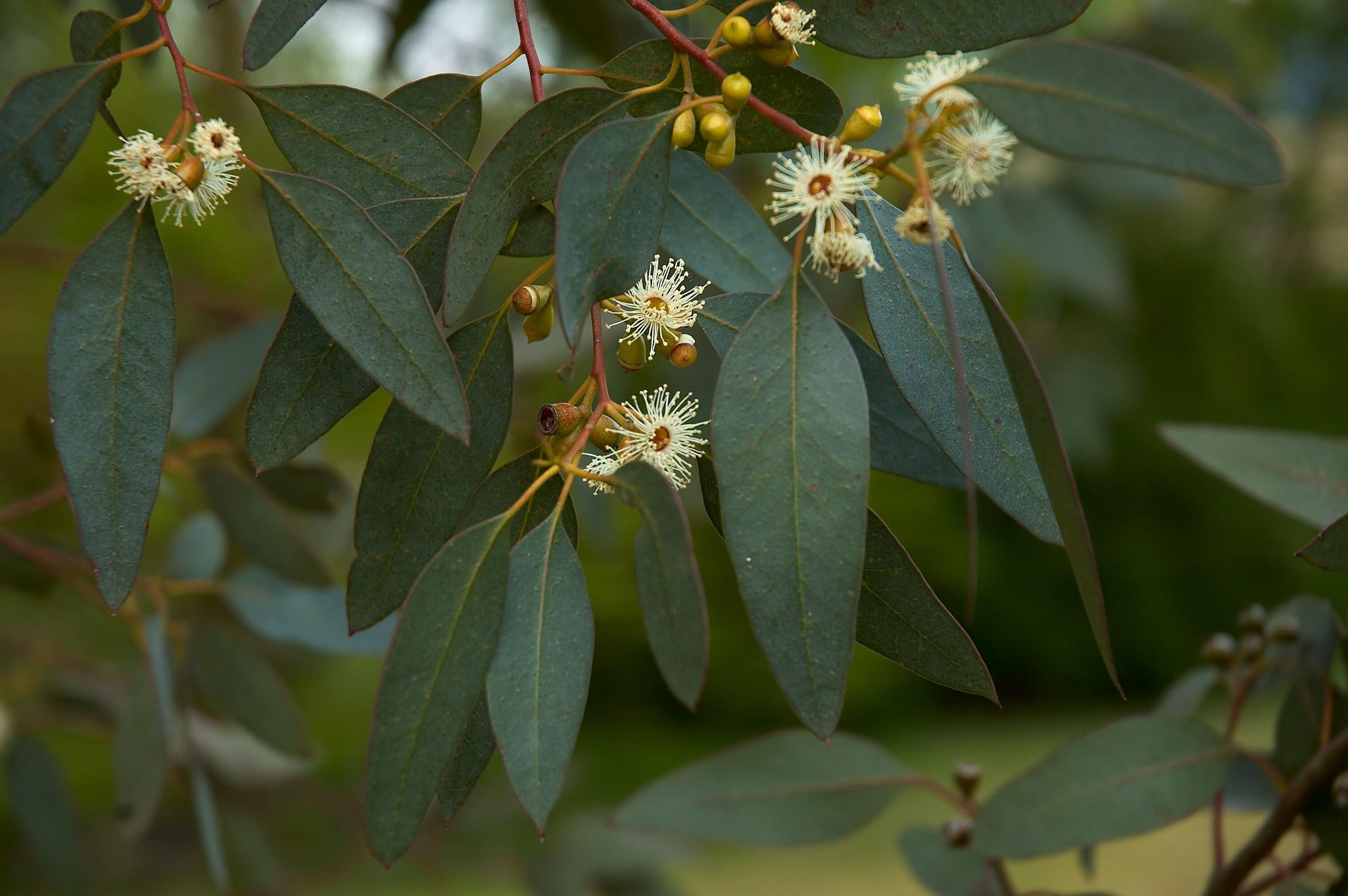Cider gum (Eucalyptus gunnii) plant