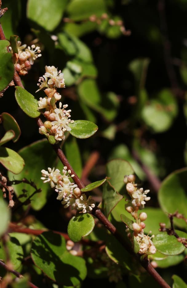 Maidenhair vine