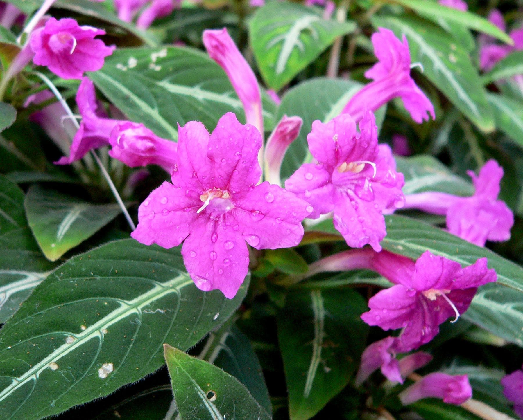 Trailing Velvet Plant