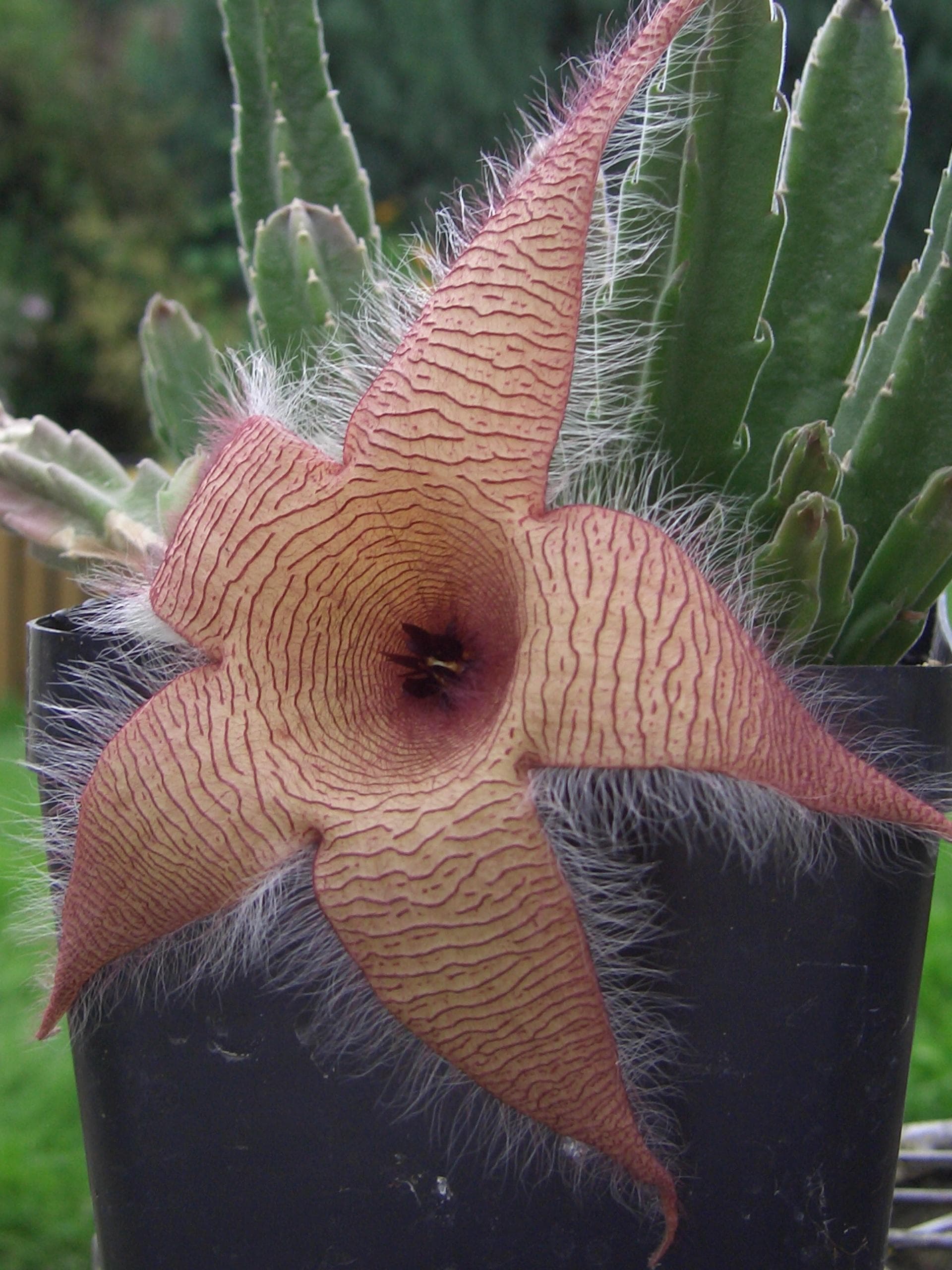 Сarrion plant