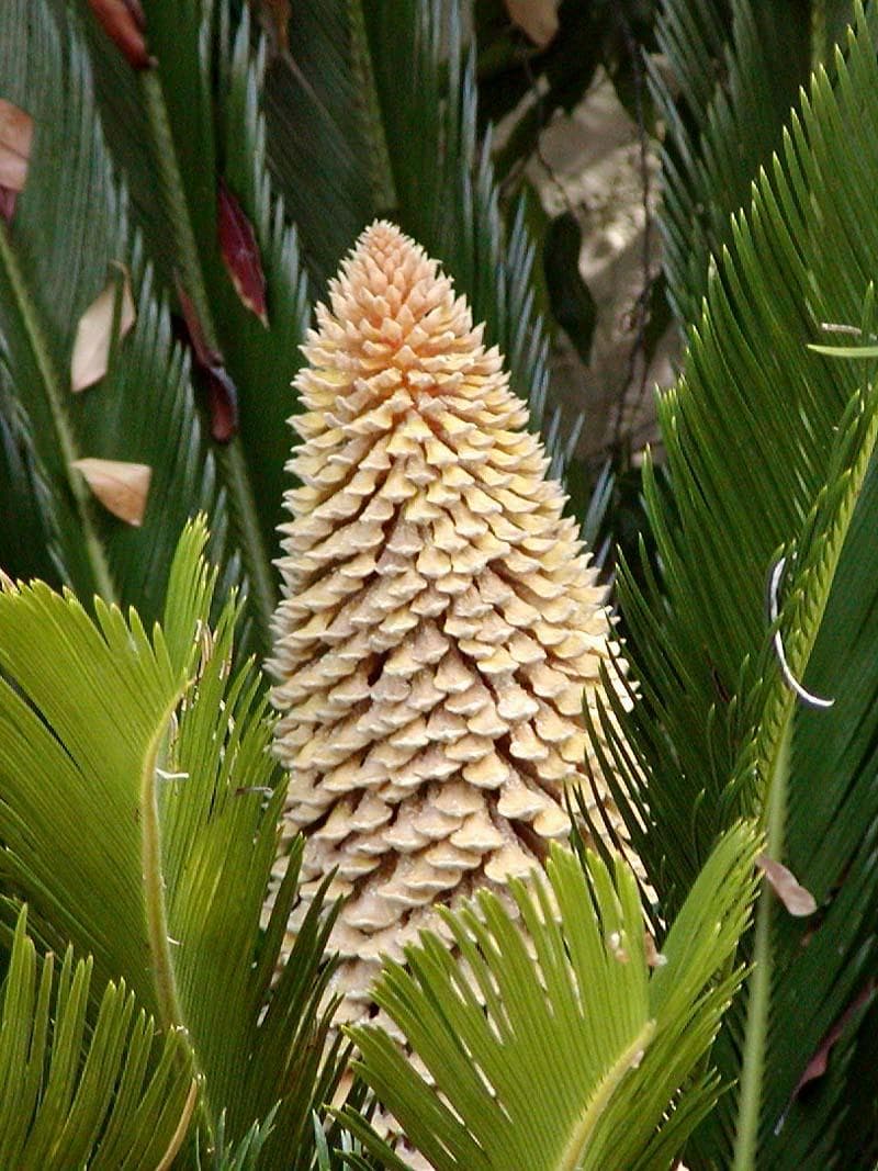 Sago palm