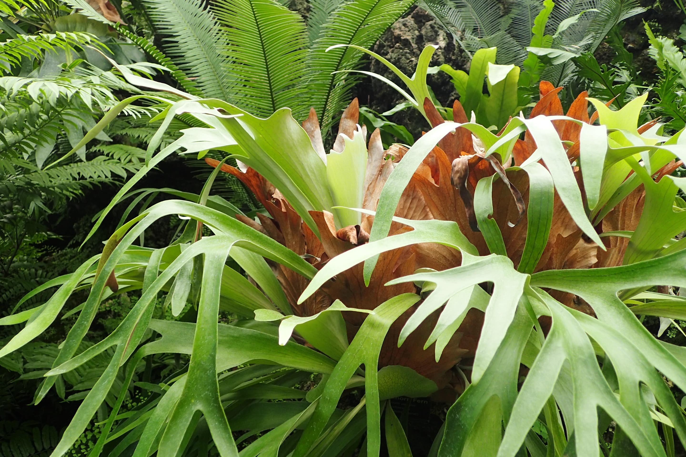 Elkhorn Fern (Platycerium bifurcatum) plant