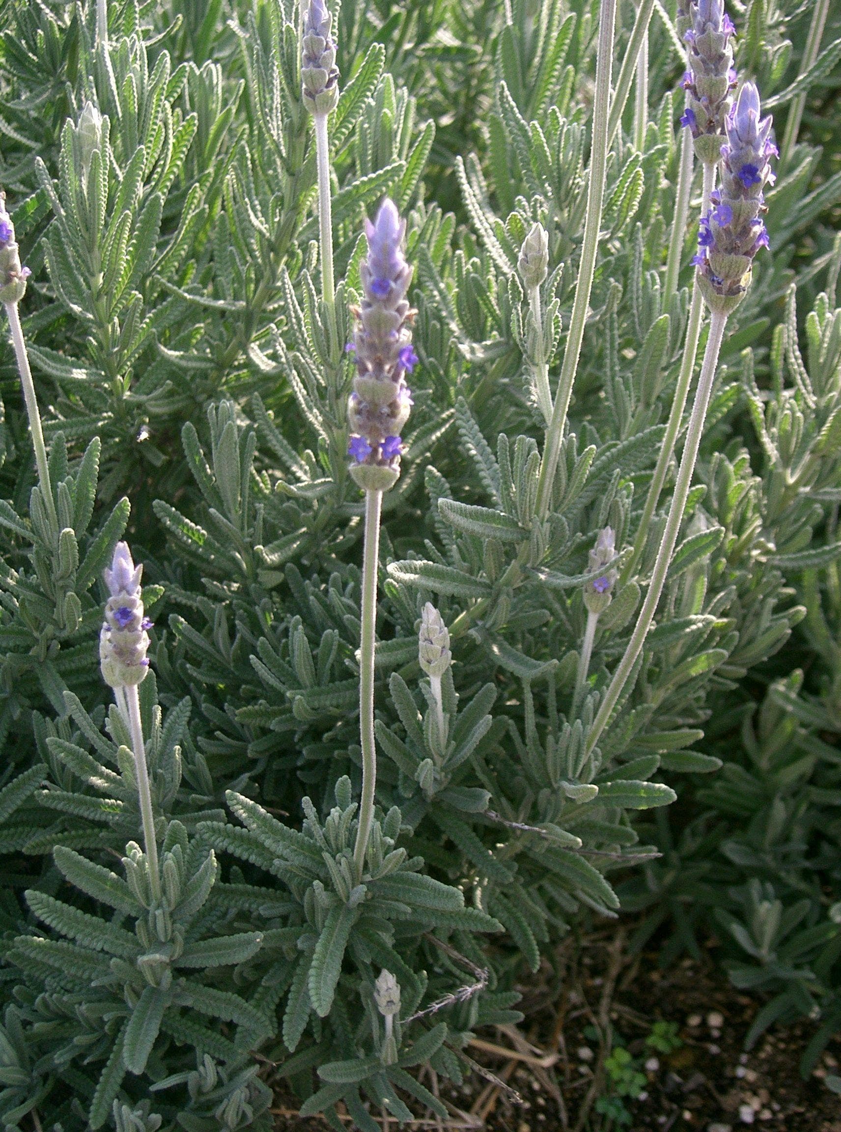 Fringed Lavender