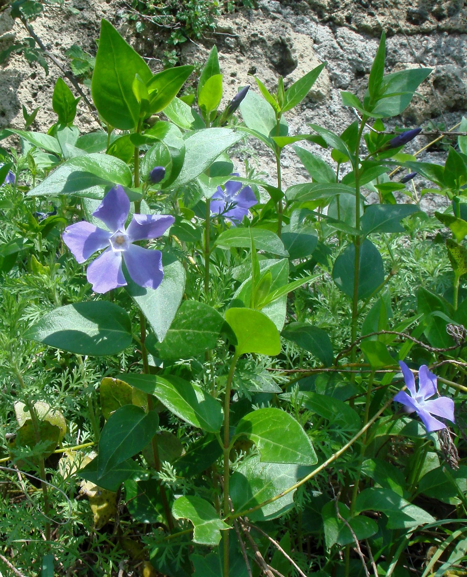 Greater periwinkle
