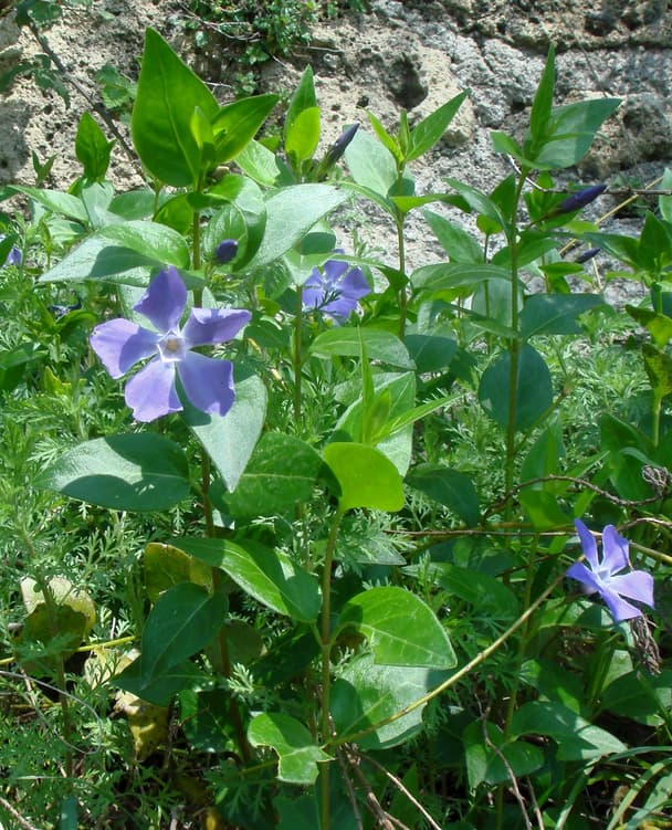 Greater periwinkle
