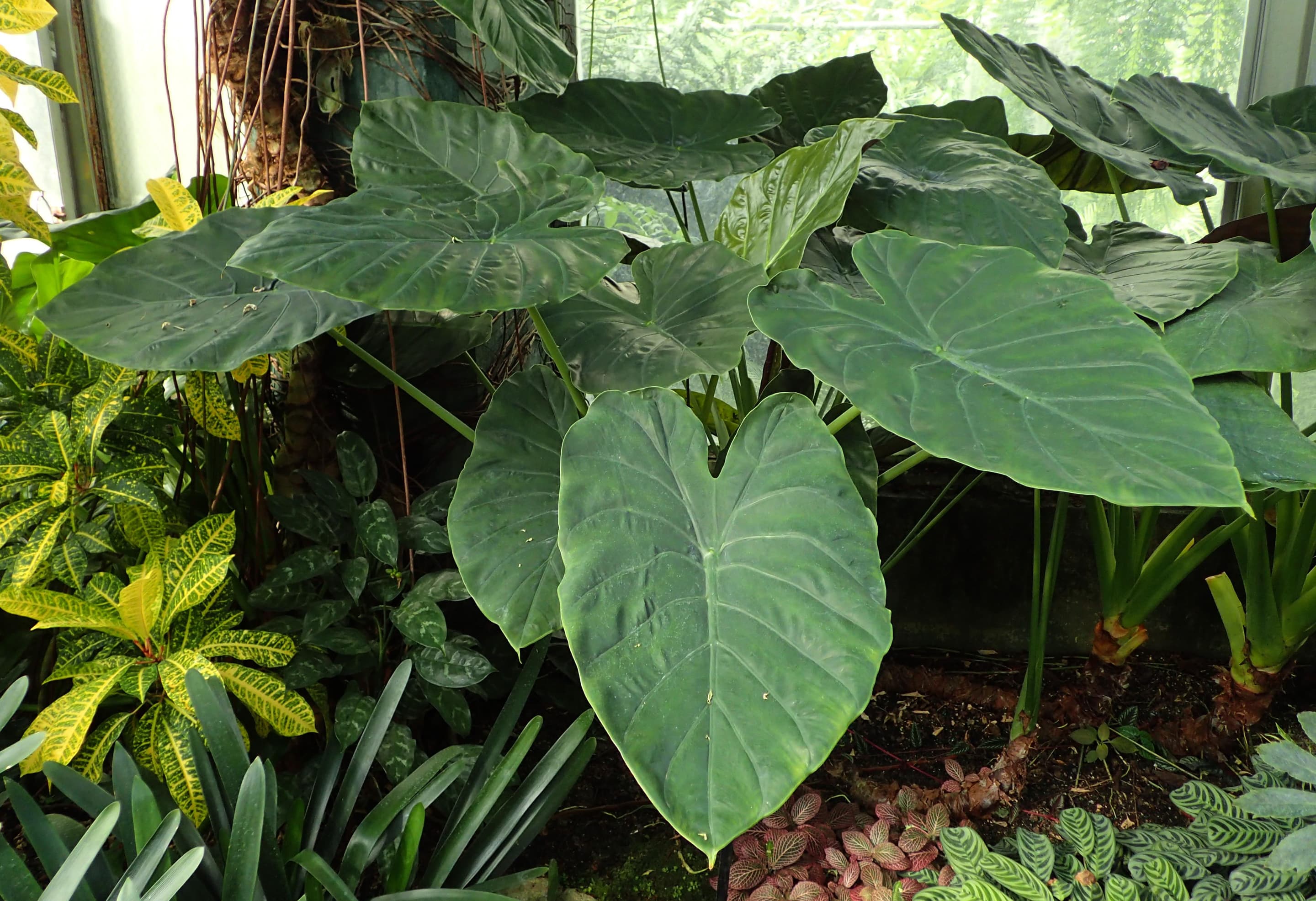 Hardy Elephant's Ear