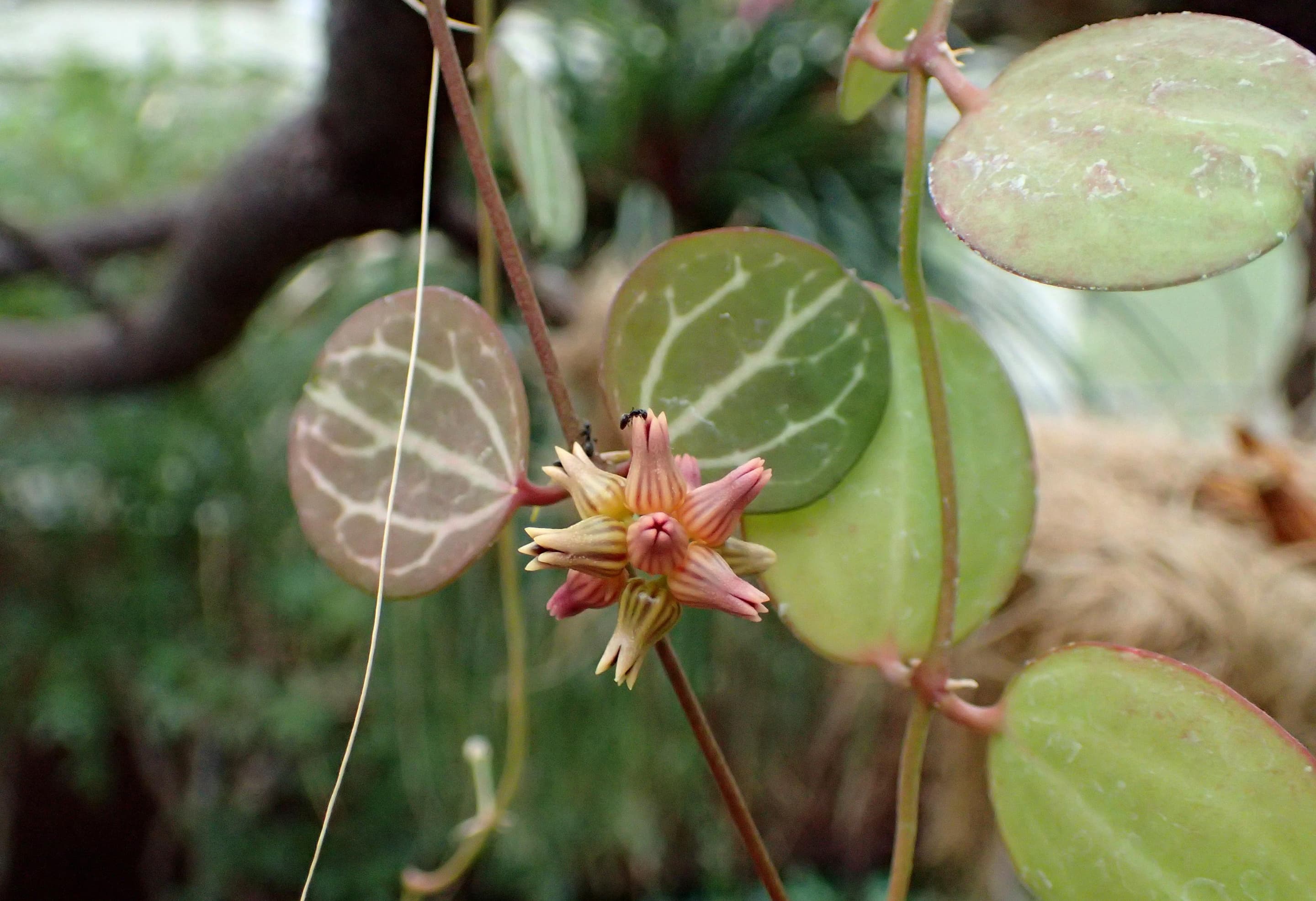 Watermelon Dischidia