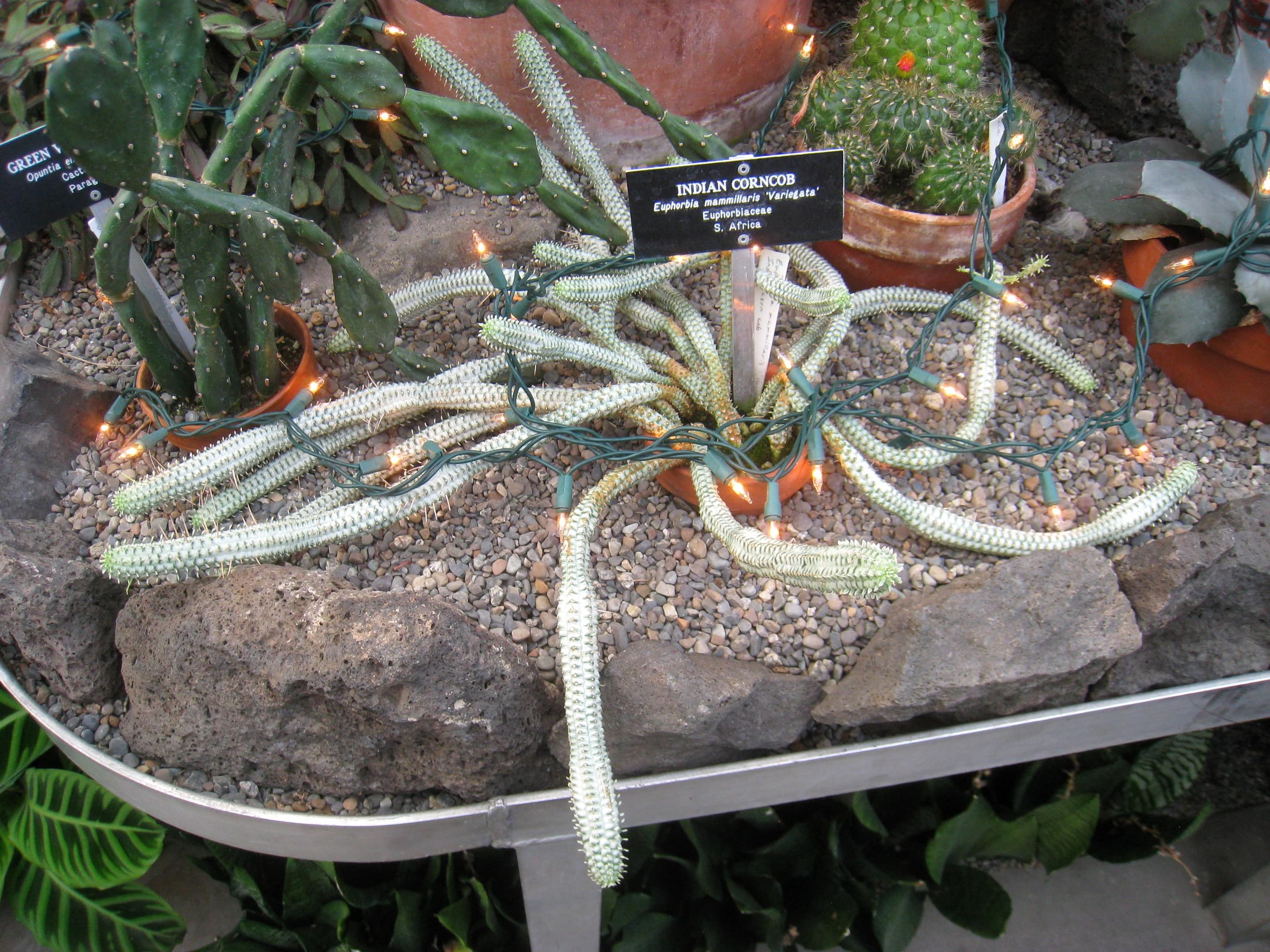 Corncob cactus