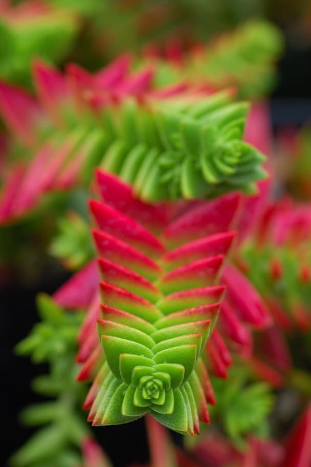 Red Pagoda