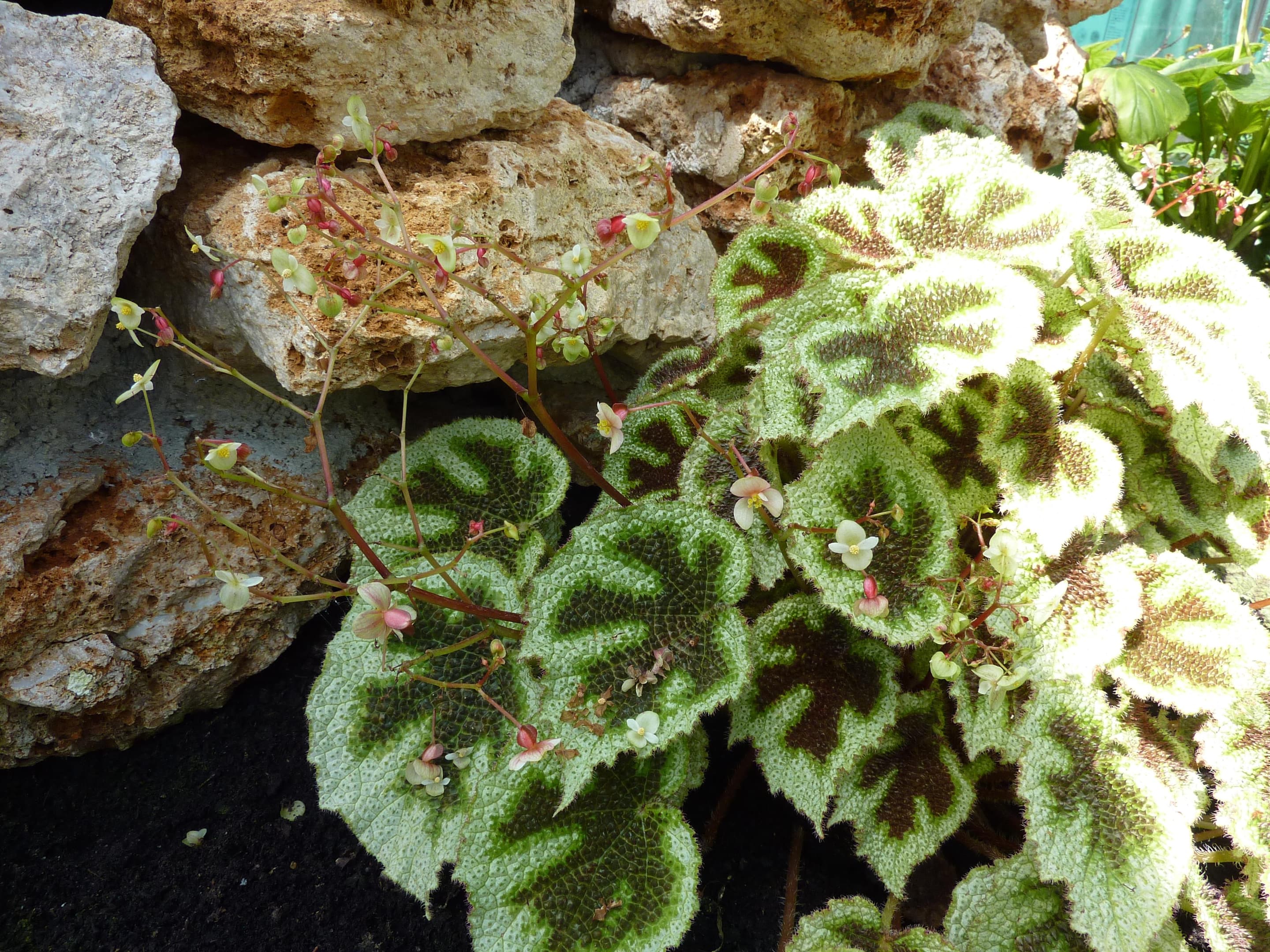 Iron Cross Begonia