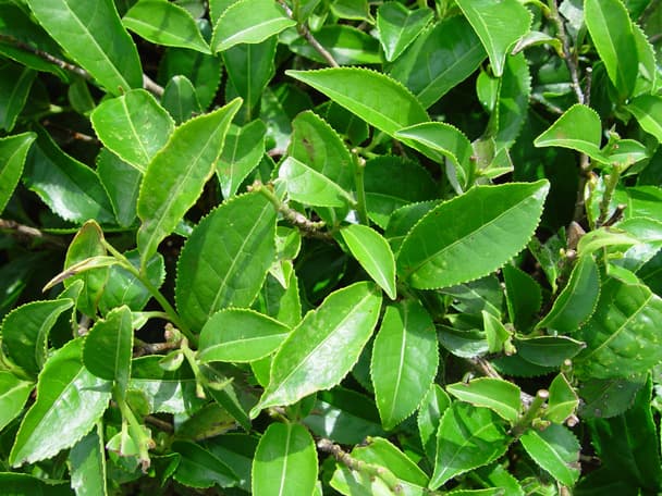 Tea plant