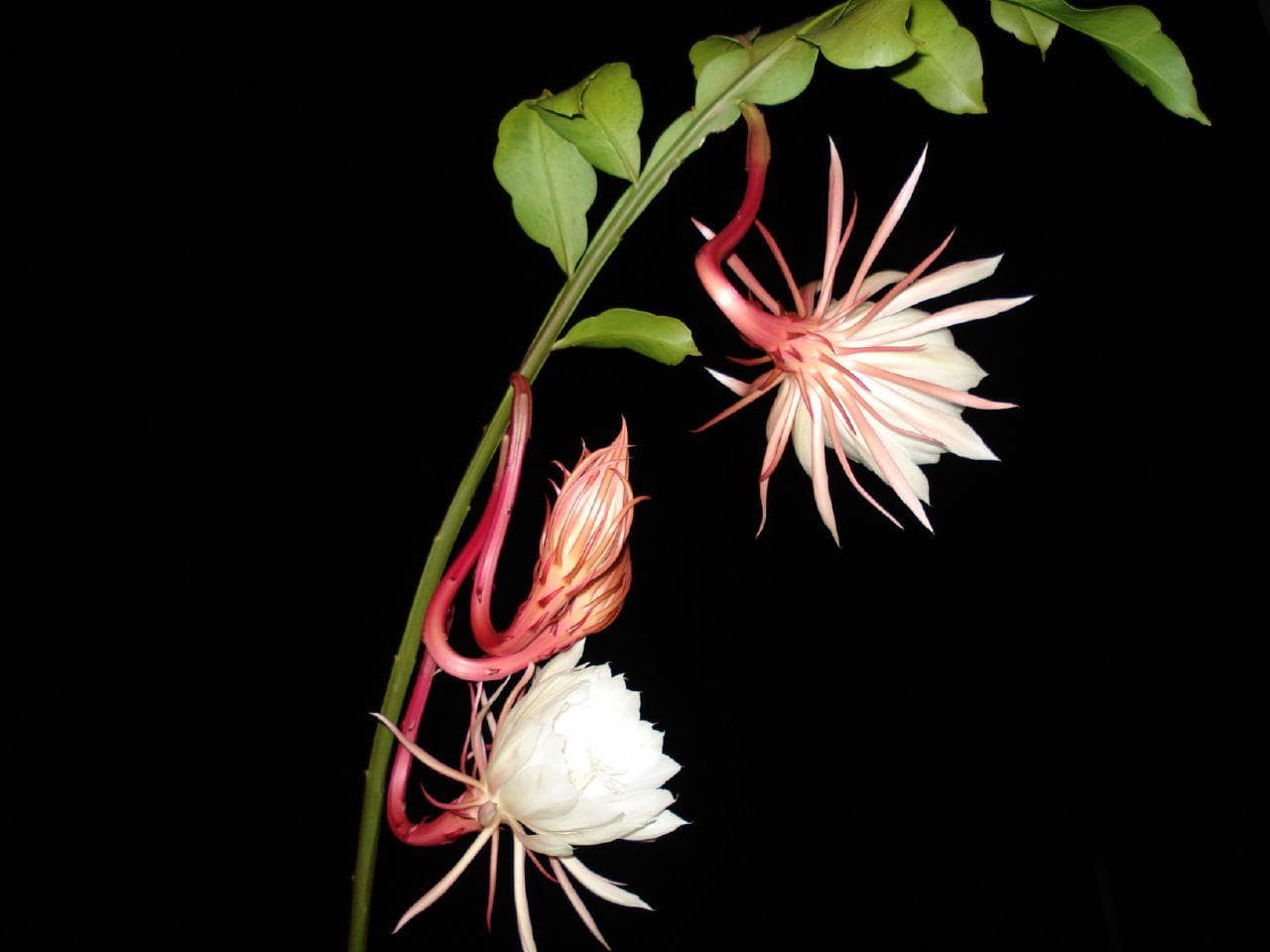 Queen of The Night