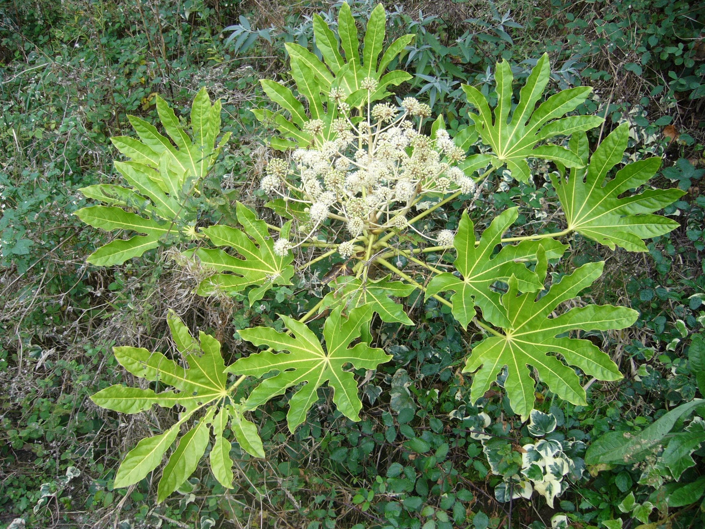 Japanese aralia
