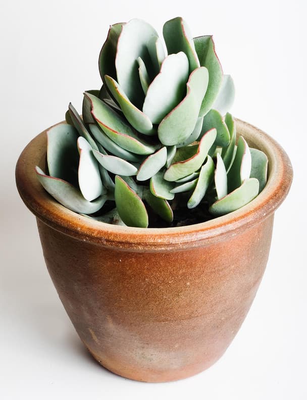 Silver Jade Plant