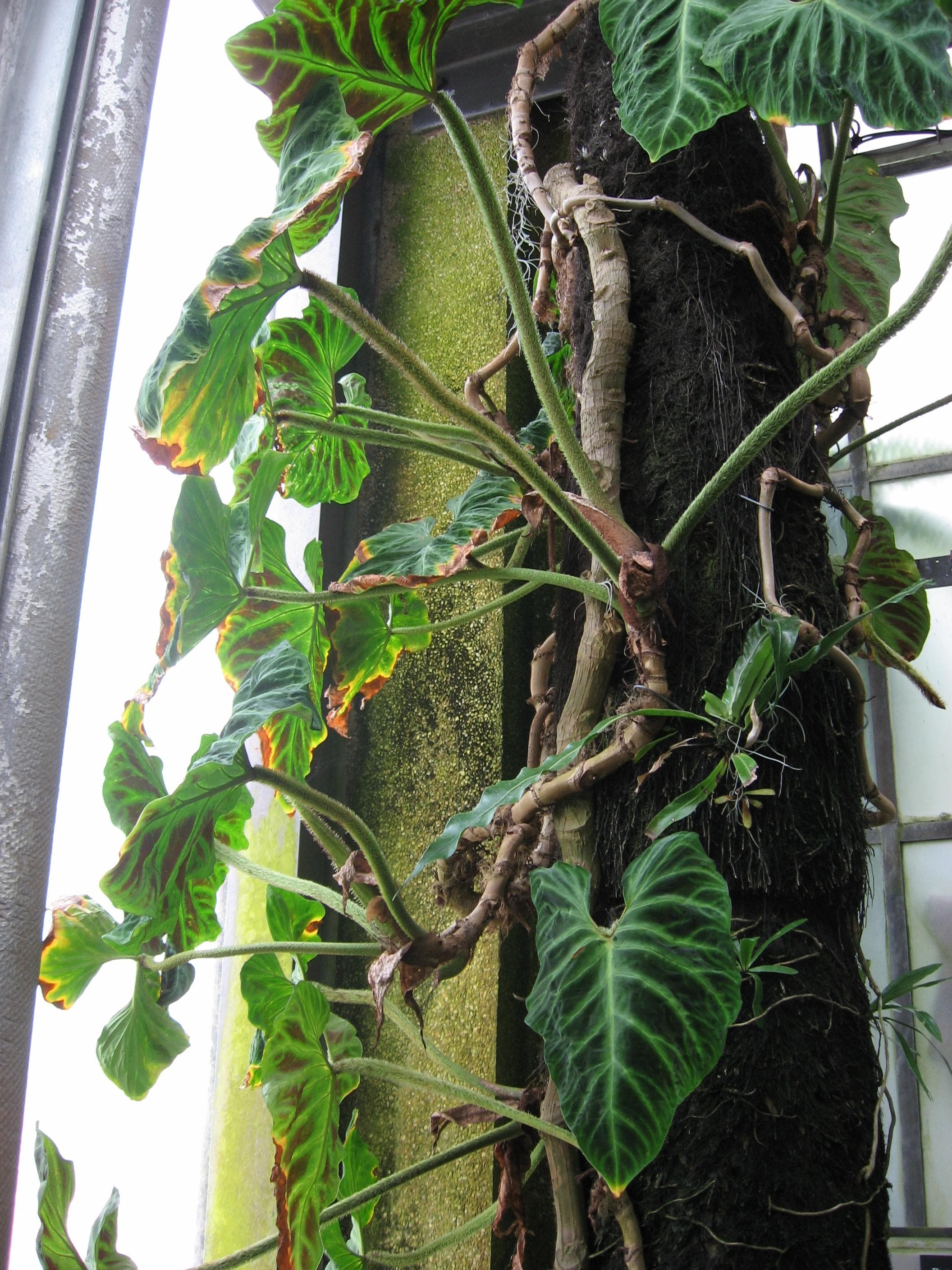 Philodendron verrucosum