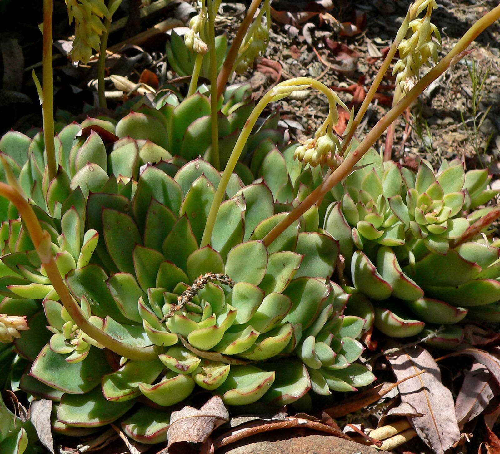 Echeveria pulidonis