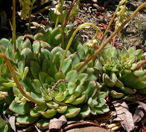Echeveria pulidonis