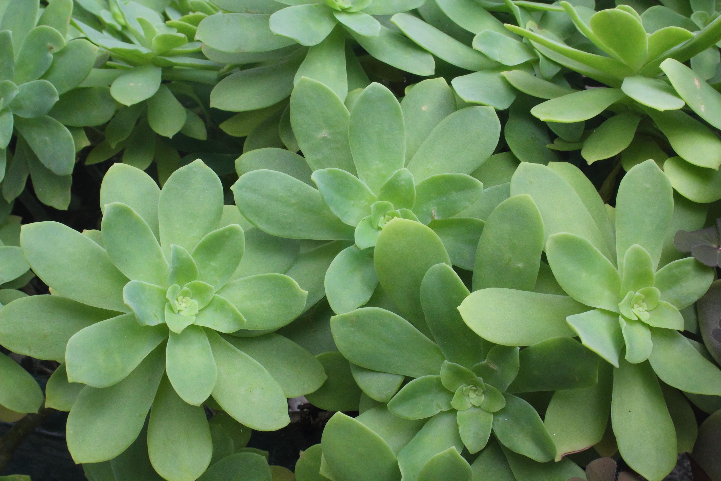 Palmer's Sedum