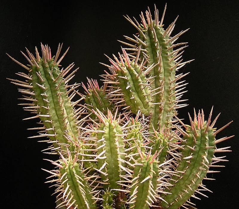 Thorn Noors
