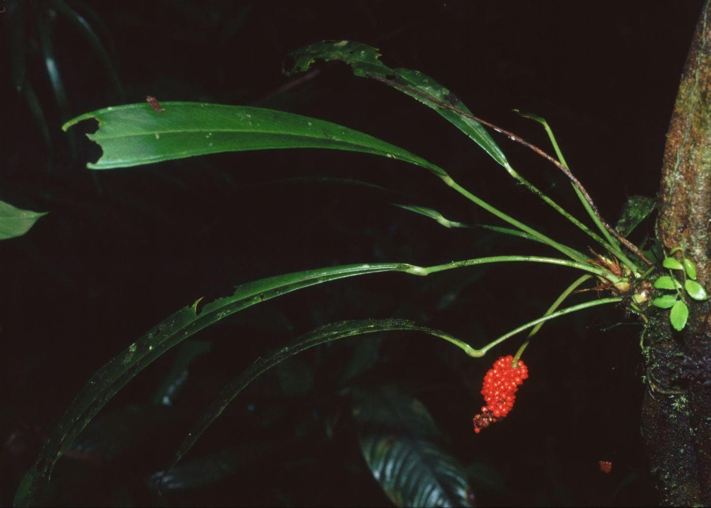 Anthurium bakeri
