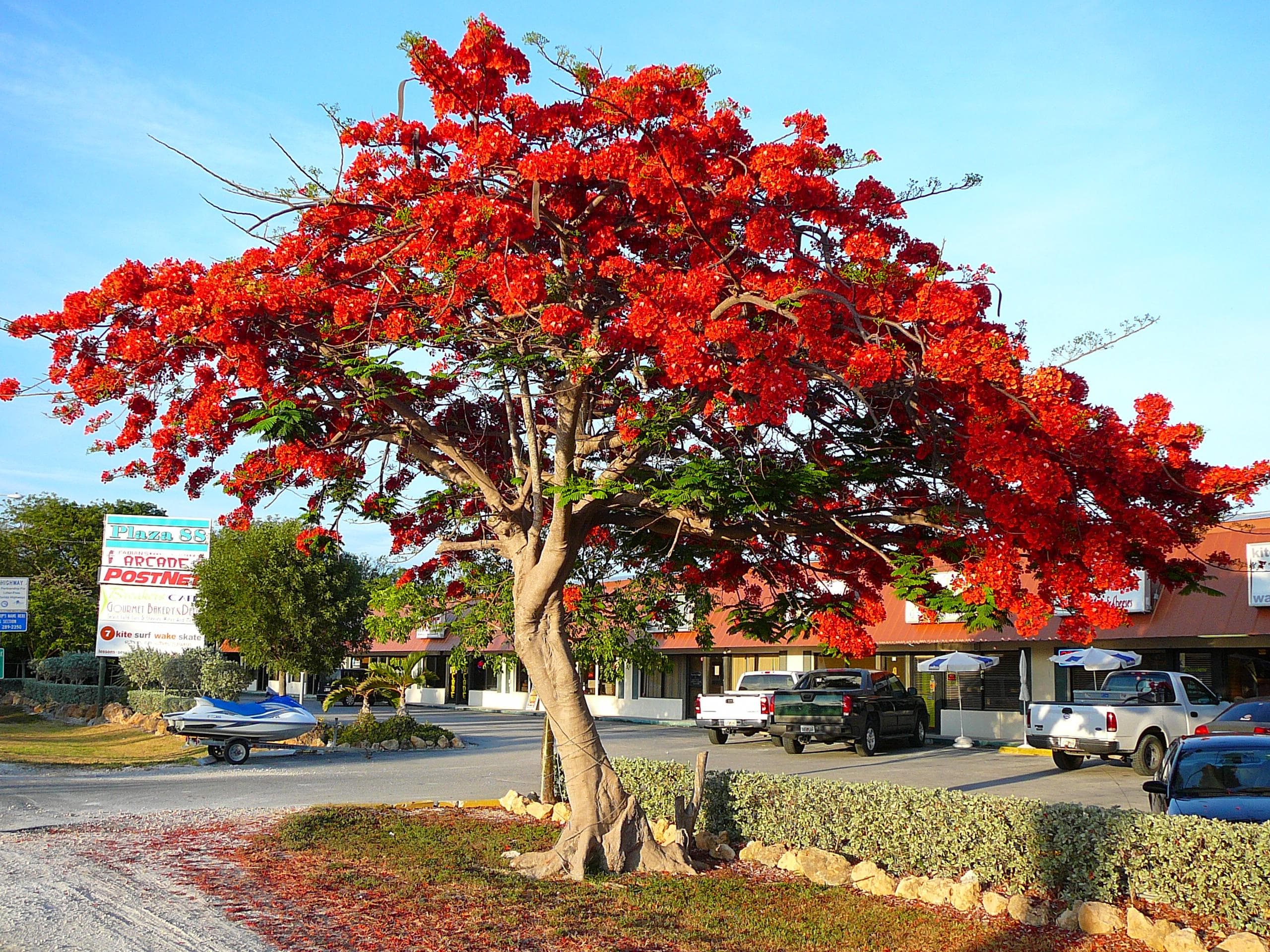 Royal poinciana