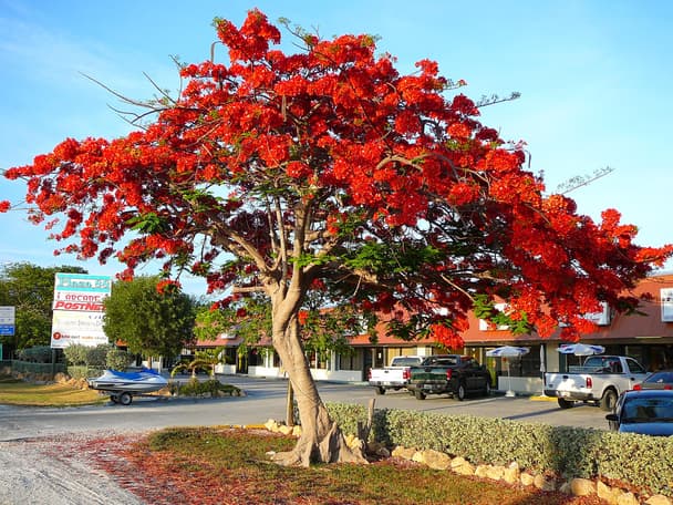 Royal poinciana