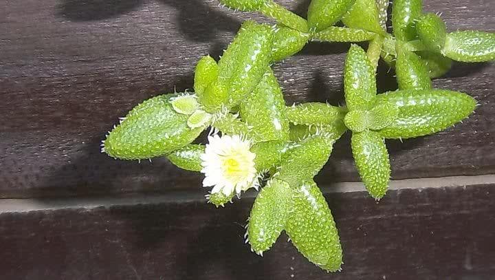 Pickle plant