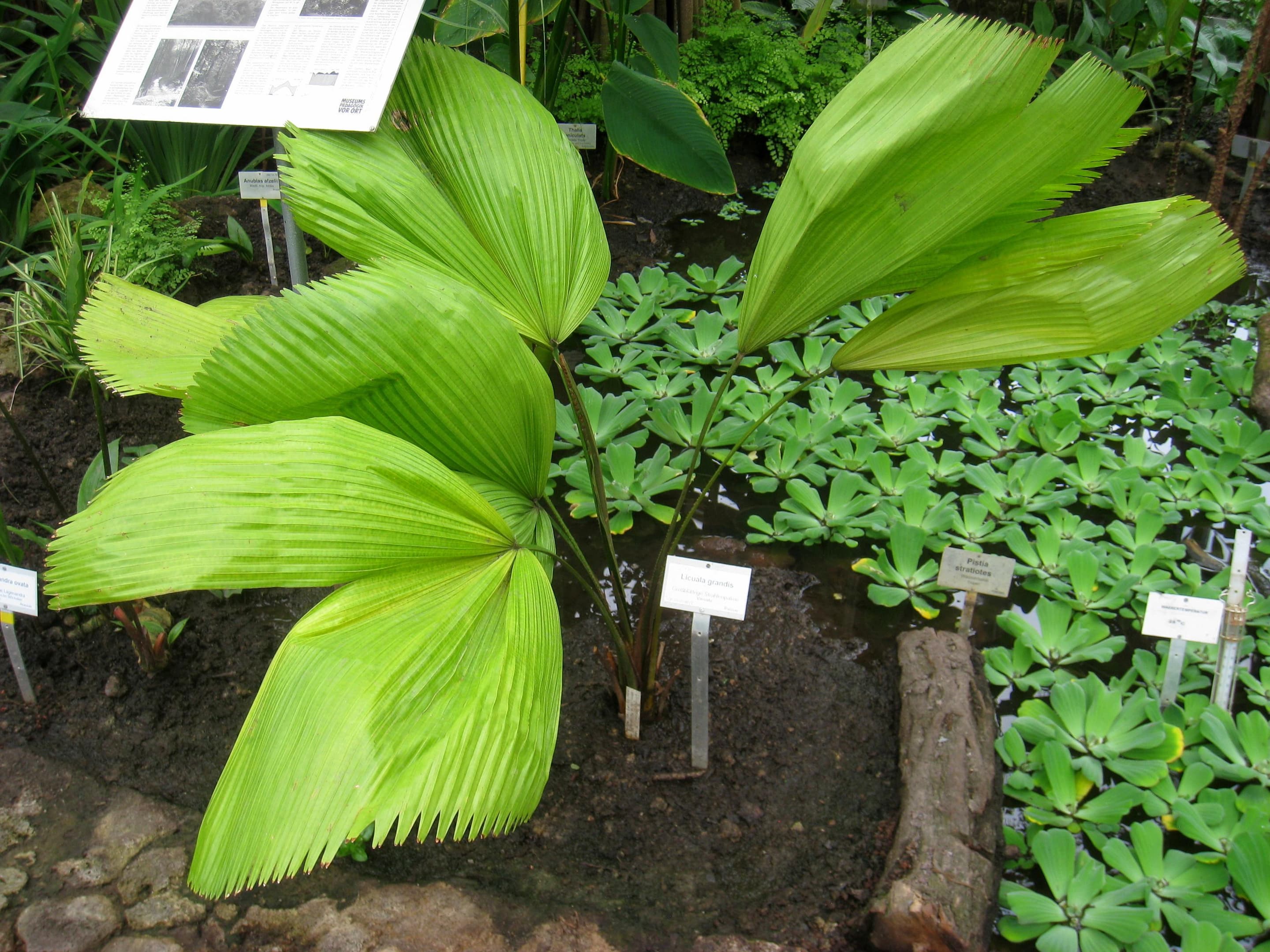 Ruffled fan palm