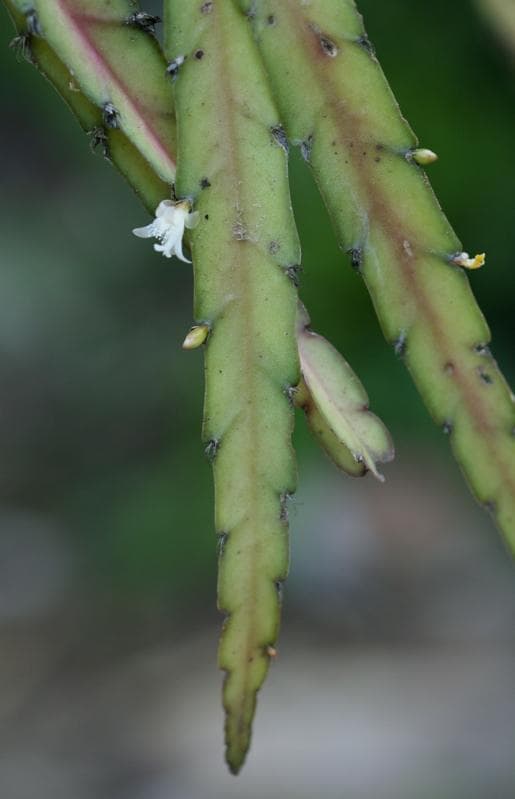 Hurricane Cactus
