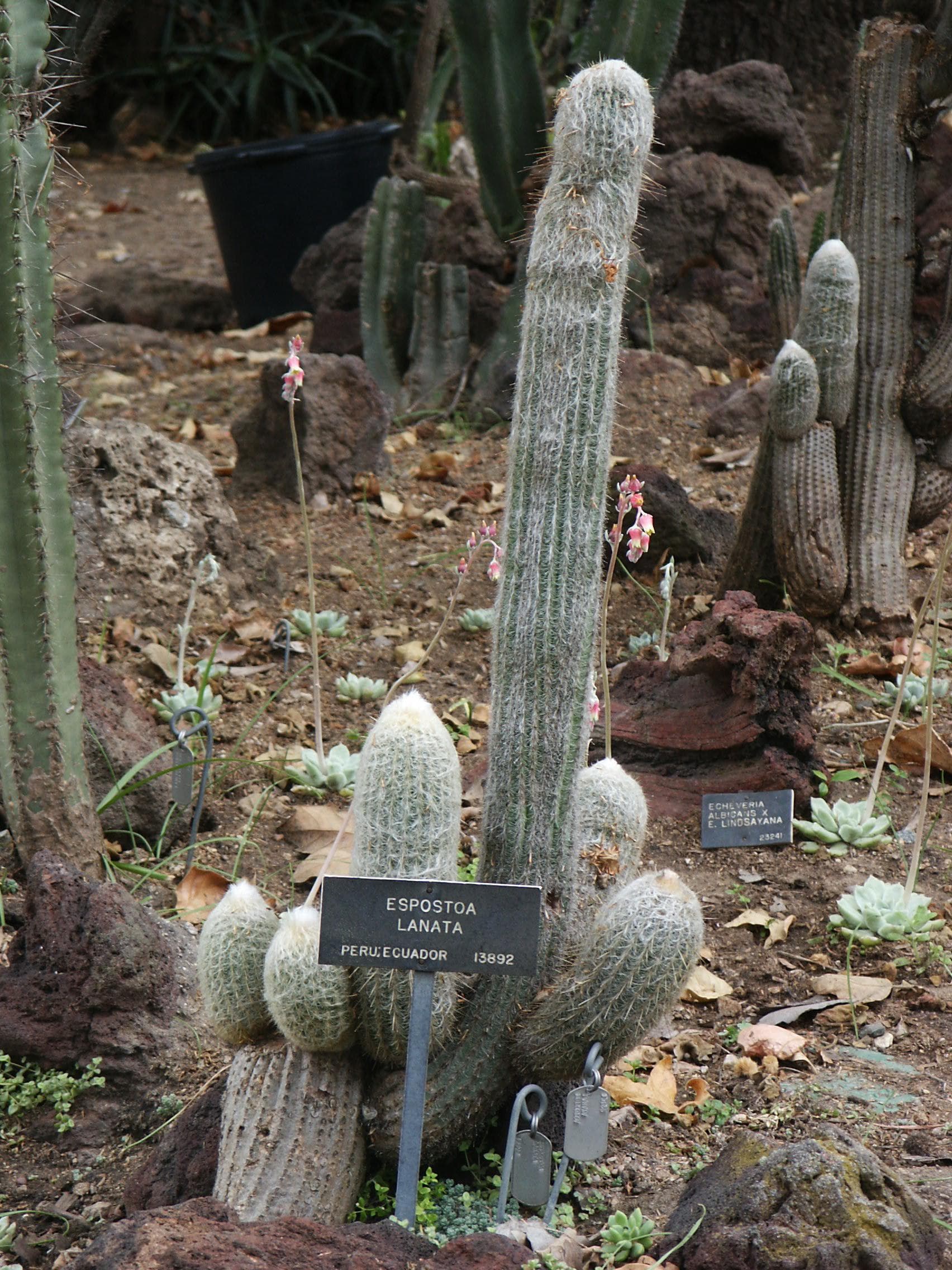 cotton ball cactus (Espostoa lanata) plant