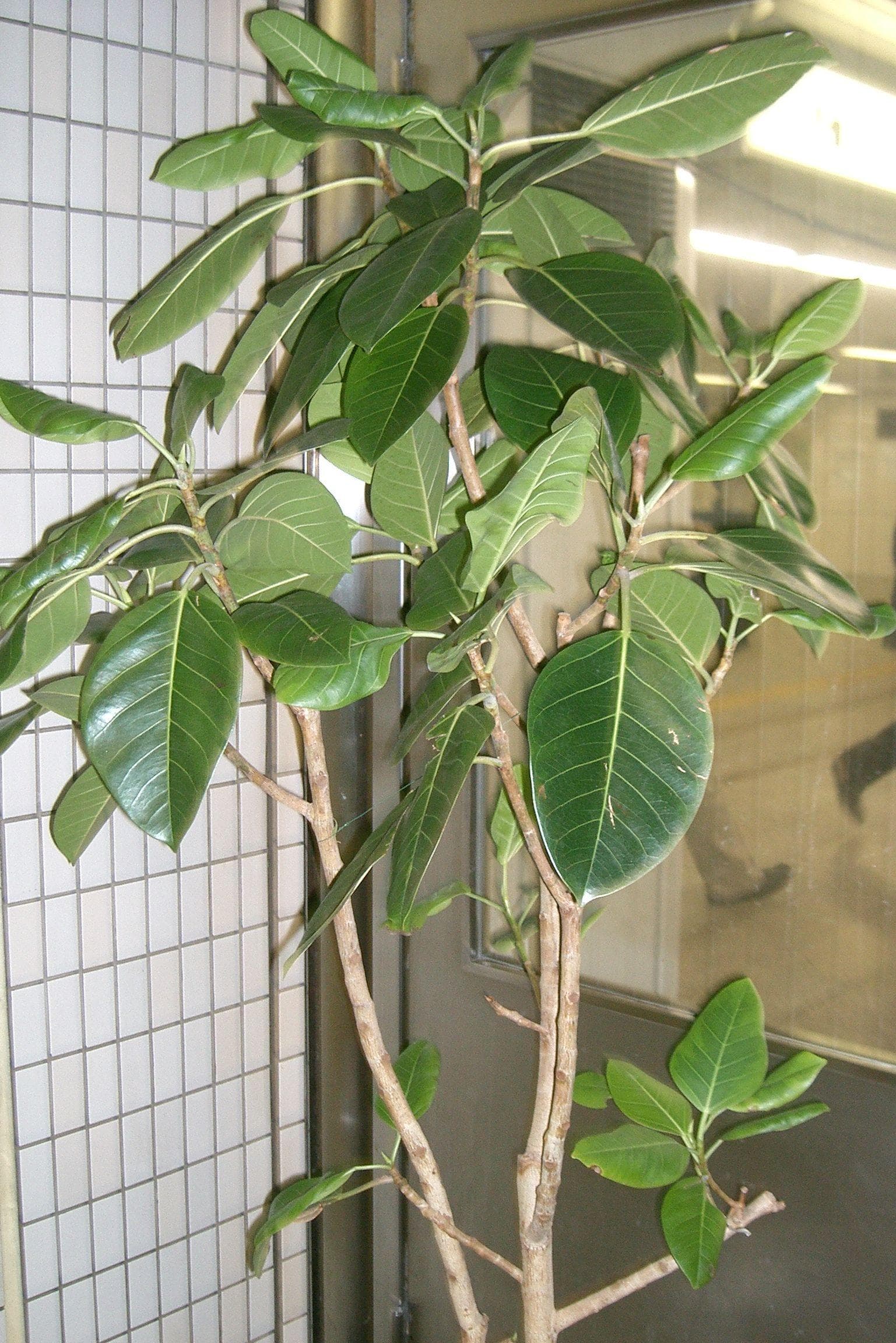 Council Tree
