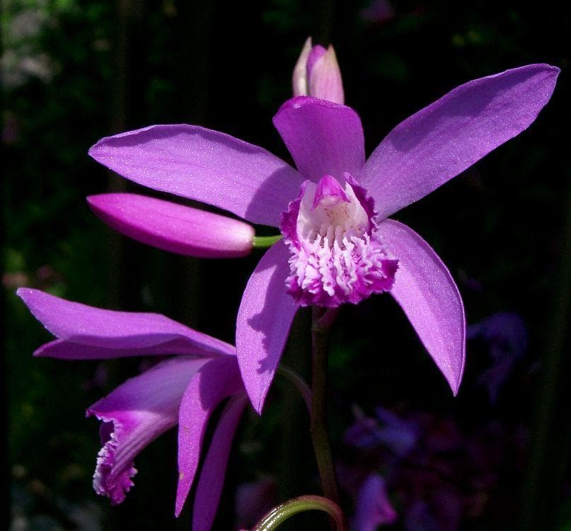 Chinese ground orchid