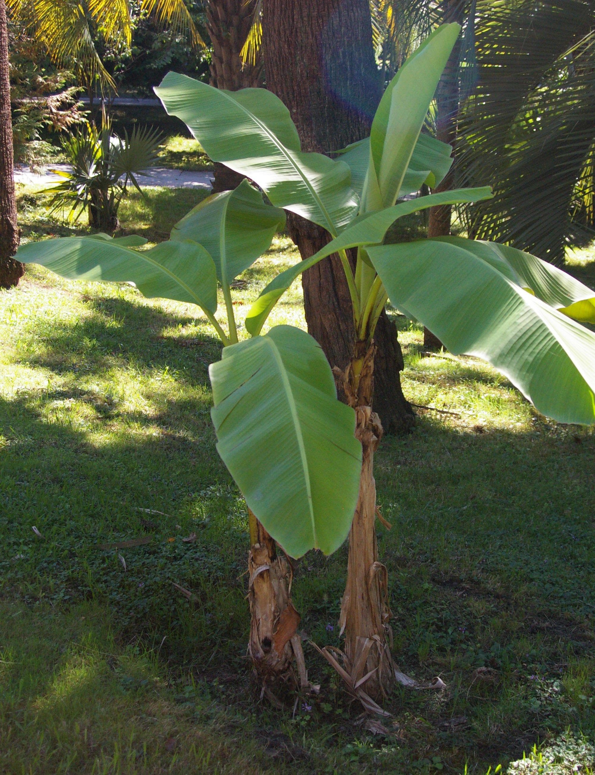 Japanese banana