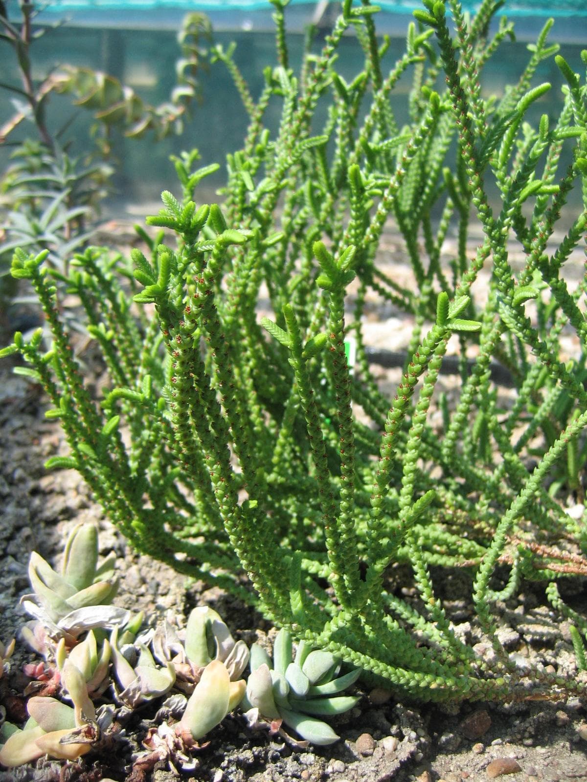 Rattail crassula