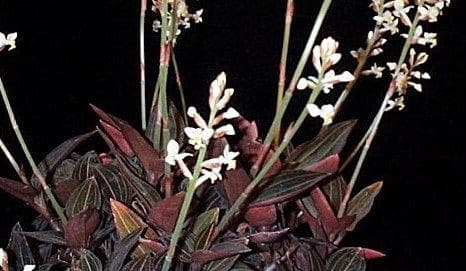 Jewel Orchid