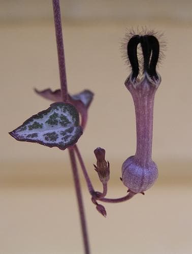 Rosary Vine